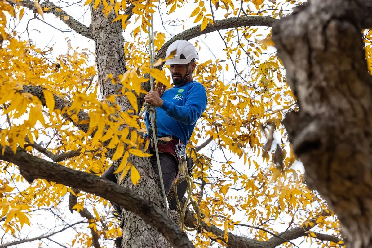 Skilled Tree Transplanting crew working in Arapahoe